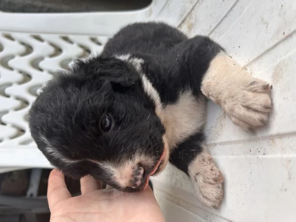 Cuccioli incrocio canecorso e amstaff