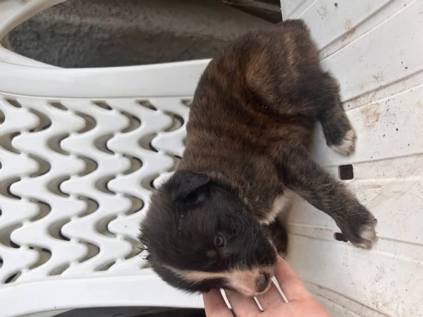 Cuccioli incrocio canecorso e amstaff | Foto 1