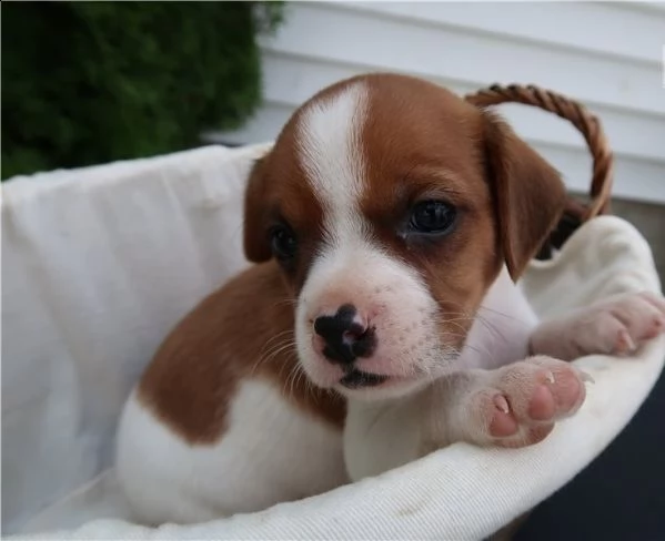  cuccioli di cavalier king  femminucce e maschietti per l'adozione