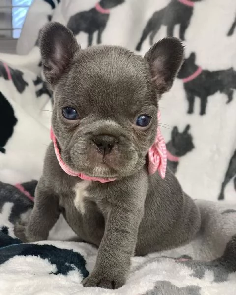 cuccioli di bulldog francese per l'adozione