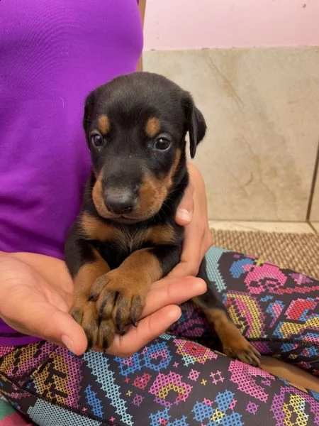 regalo adorabili cuccioli  dobermann  femminucce e maschietti gratuita 