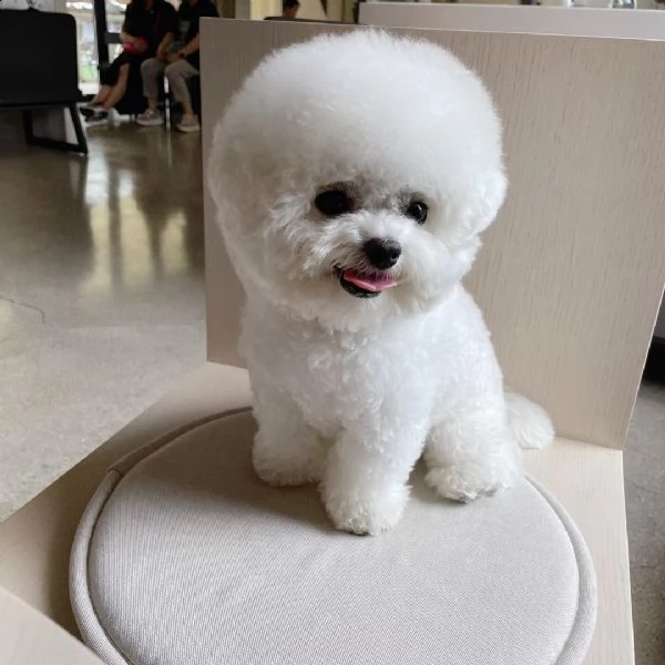  gli animali domestici bichon frise hanno avuto una bellissima cucciolata di bellissimi cuccioli bia