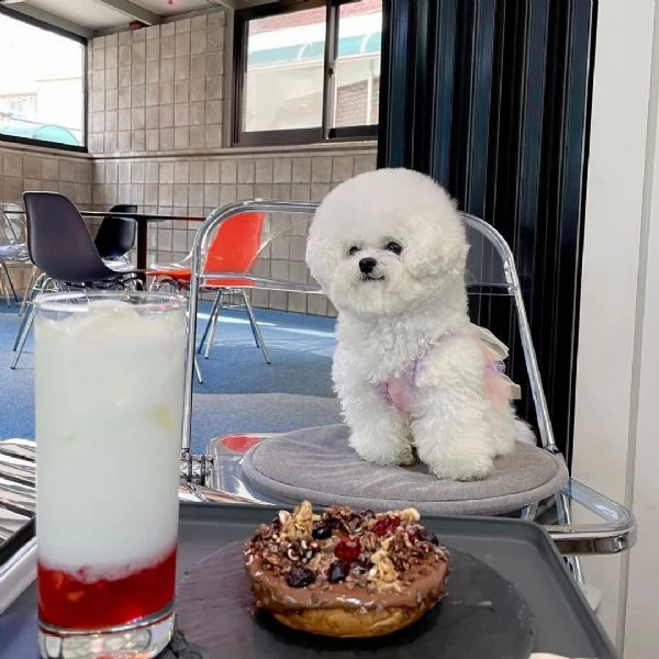    bichon   gli animali domestici bichon frise hanno avuto una bellissima cucciolata di bellissimi c