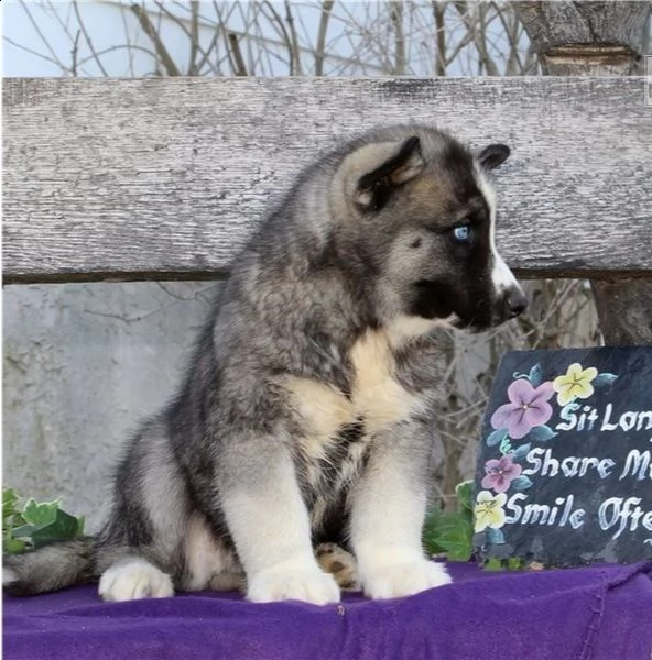 cuccioli di siberian husky