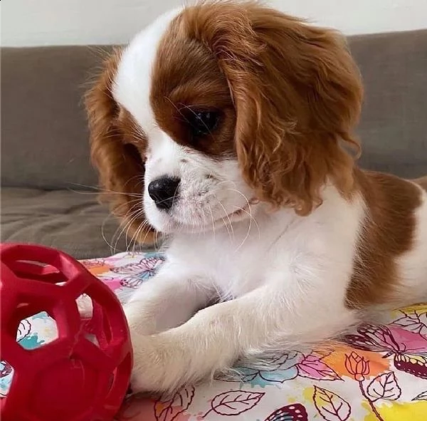 regalo cuccioli di razza cavalier king consegna con il libretto sanitario,  il michrochip, vaccinati