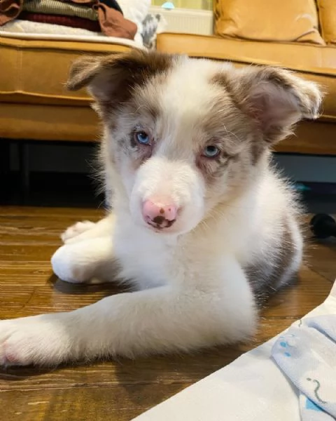 adorabili cuccioli di border collie femminucce e maschietti disponibili . i cuccioli sono vaccinati 