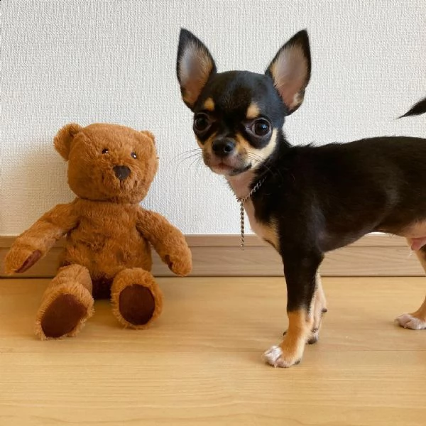 regalo chihuahua meravigliosi cuccioli di chihuahua ottima genealogia, gia vaccinati, sverminati e m