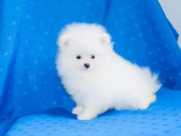  regalo pomerania cuccioli (maschio e femmina)