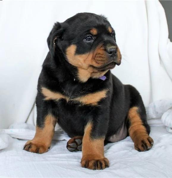 rottweiller cucciolo di rottweiler giocoso pronto per un nuovo amore.