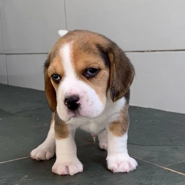 cuccioli di beagle