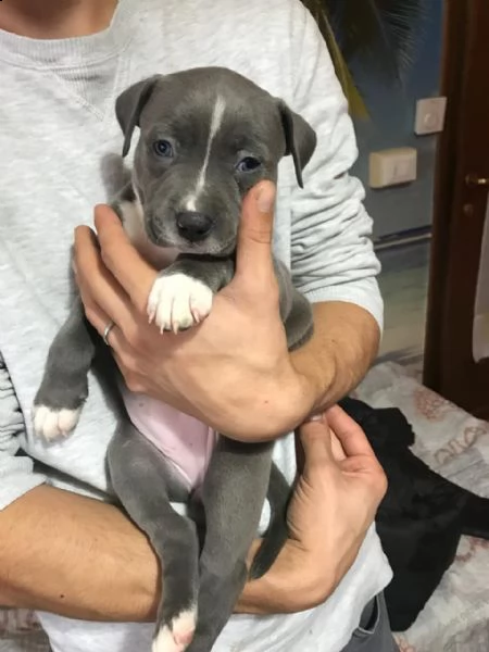 cuccioli amstaff disponibili per nuove case | Foto 1