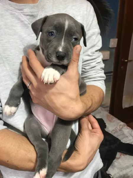 cuccioli amstaff disponibili per nuove case