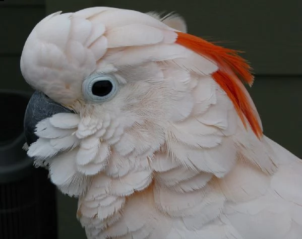 pappagallo cacatua disponibile per una nuova famiglia | Foto 1