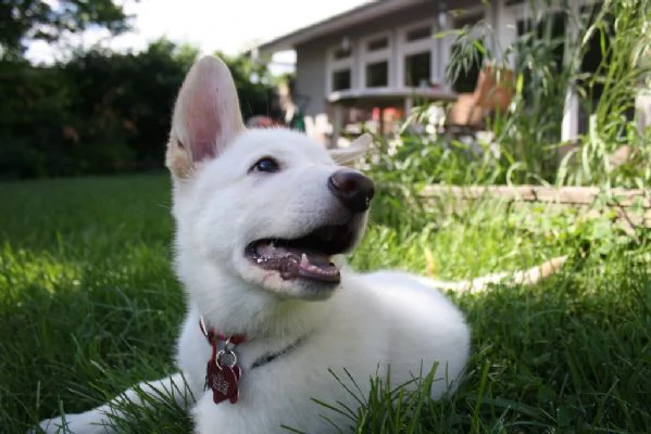 disponibili cuccioli di pastore svizzero | Foto 0