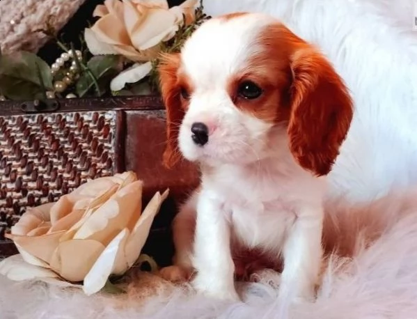  cuccioli di cavalier king  femminucce e maschietti disponibili per l'adozione gratuita 