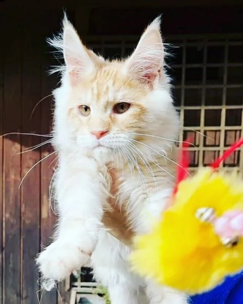 piccoli di maine coon