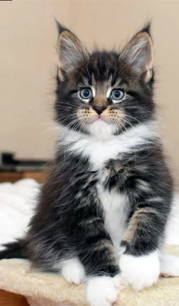 adorabili gattini di maine coon  maschio e femmina da adottare, sono molto sani usati con bambini e 