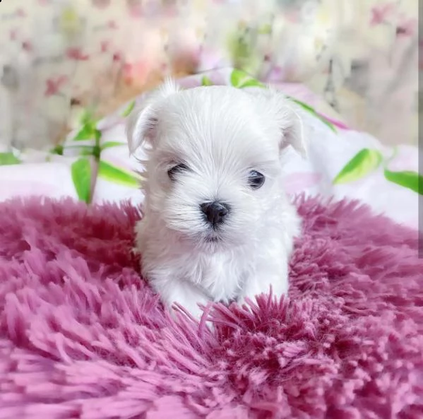 cuccioli di maltese  | Foto 0