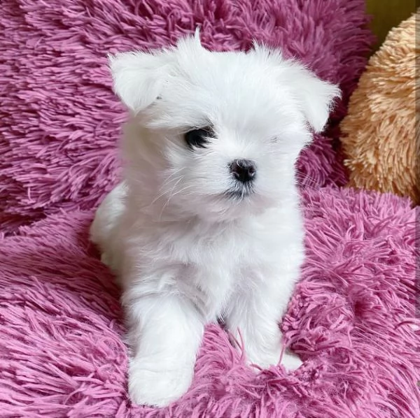 cuccioli di maltese 