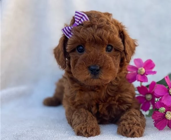  cuccioli di barboncino  femminucce e maschietti disponibili .