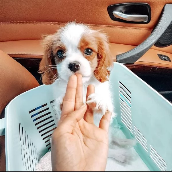  cavalier king animali domestici del cavalier king charles hanno avuto una bellissima cucciolata di 