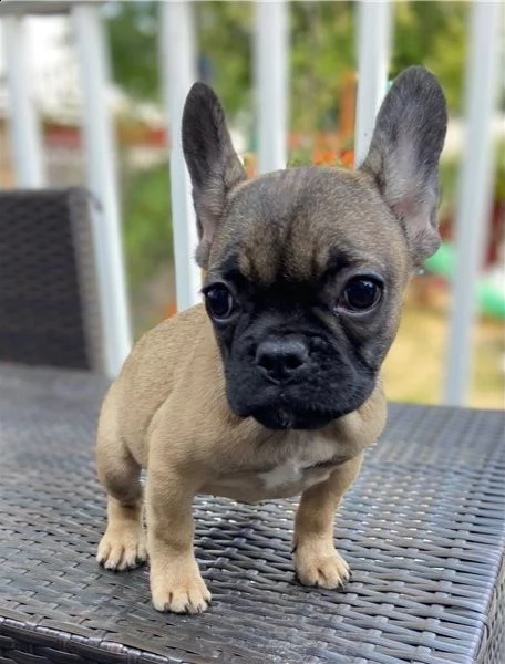  bulldog francese i nostri 6 bellissimi cuccioli di bulldog francese cercano una casa amorevole per 