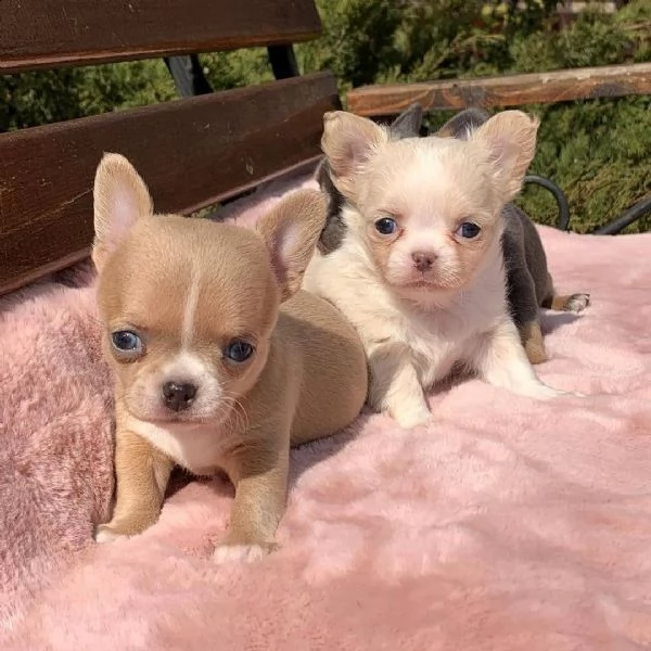 regalo chihuahua cuccioli meravigliosi !  | Foto 0