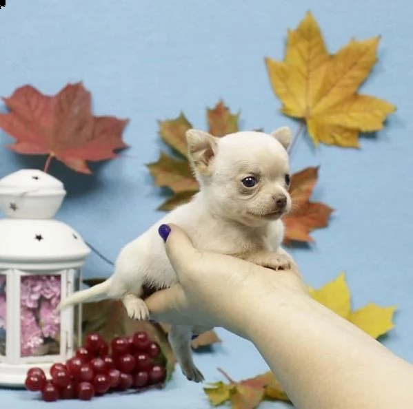 regalo chihuahua cuccioli meravigliosi ! 