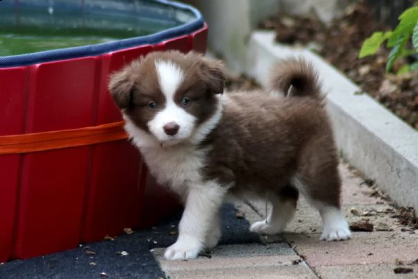 disponibili cuccioli di border collie | Foto 2