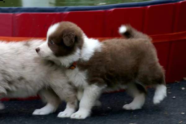 disponibili cuccioli di border collie | Foto 1