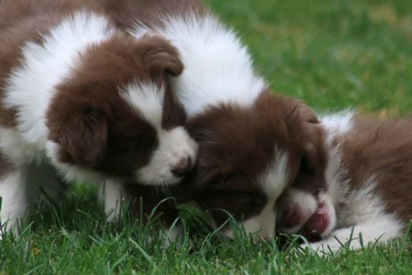 disponibili cuccioli di border collie | Foto 0