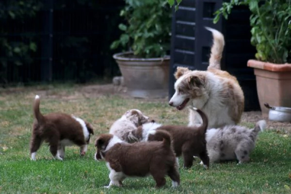 disponibili cuccioli di border collie