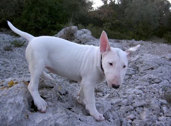 cuccioli di bull terrier disponibili