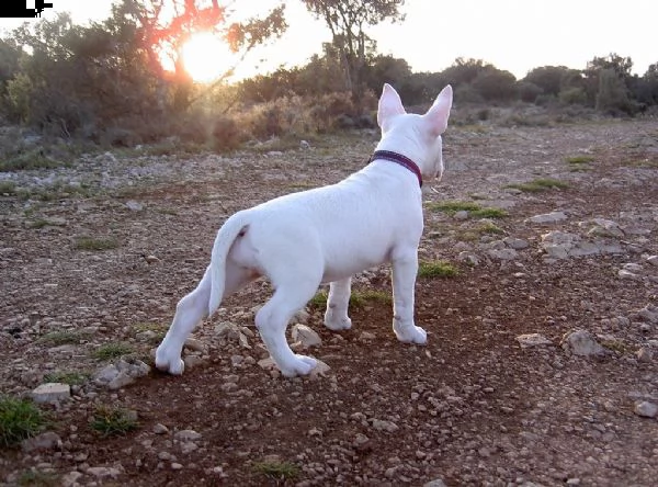 cuccioli di bull terrier disponibili | Foto 3