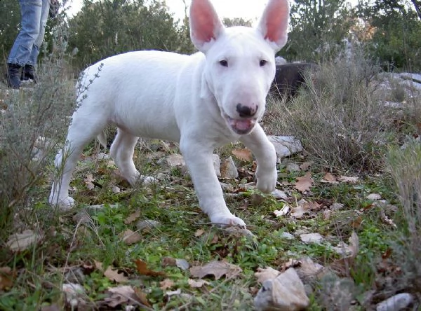 cuccioli di bull terrier disponibili | Foto 2