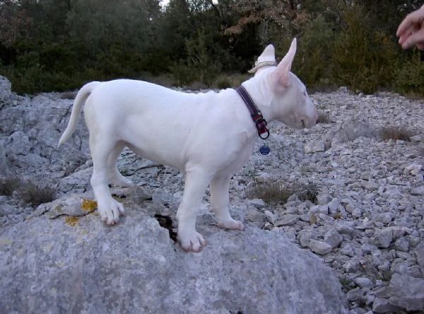 cuccioli di bull terrier disponibili | Foto 1