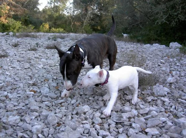 cuccioli di bull terrier disponibili | Foto 0