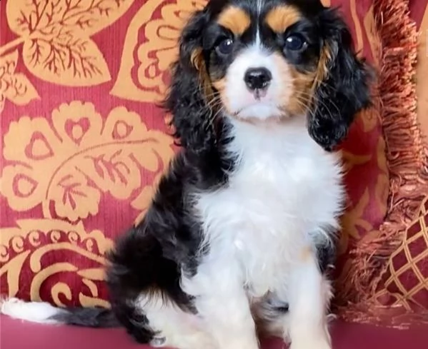  cuccioli di cavalier king  femminucce e maschietti disponibili per l'adozione gratuita