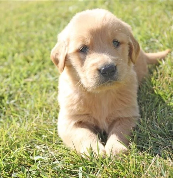  bellissimi cuccioli di golden retriever, femmine e maschi, 