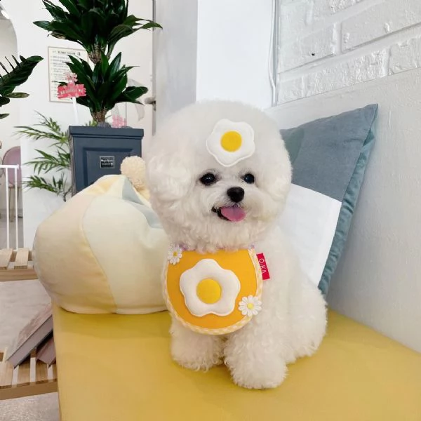  gli animali domestici bichon frise hanno avuto una bellissima cucciolata di bellissimi cuccioli bia