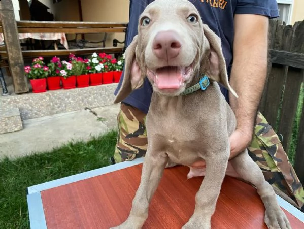 weimaraner  maschio e femmina.