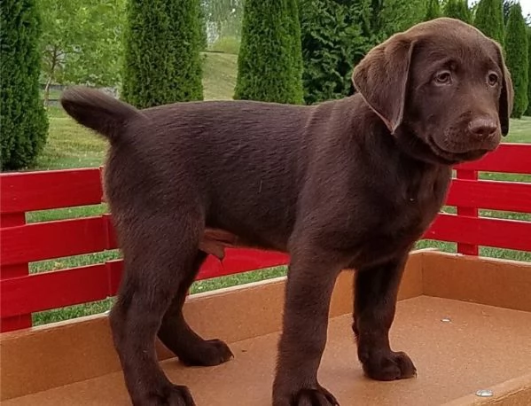 bellissimi cuccioli di labrador retriever | Foto 4