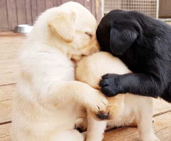 bellissimi cuccioli di labrador retriever | Foto 1