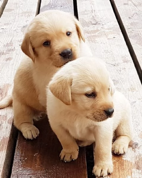 bellissimi cuccioli di labrador retriever