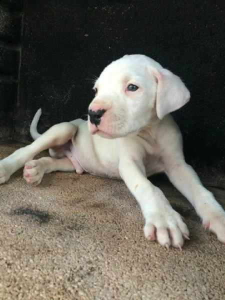 piccolini cuccioletti di dogo argentino, di 90 giorni