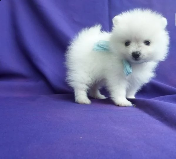 pomerania bellissimi cuccioli di pomerania,