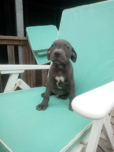 cuccioli di tre mesi di american staffordshire terrier 