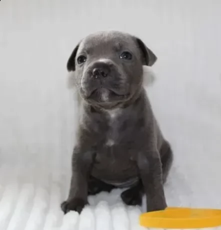 cuccioli blue staffordshire bull terrier