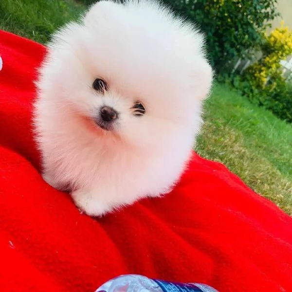 regalo  volpino pomerania mini toy