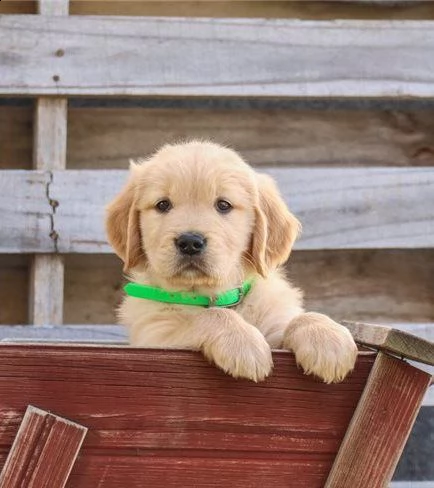 molto belli e sani golden retriever cuccioli